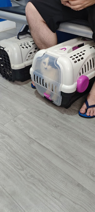 Espaço de atendimento veterinário