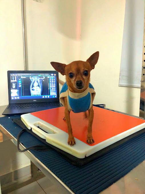 Paciente do Hospital do Animal durante o cuidado da equipe