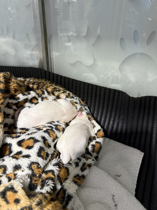 Paciente na clínica veterinária