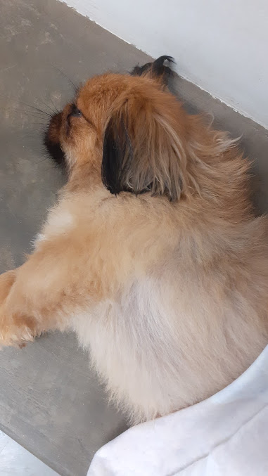 Paciente do Hospital do Animal durante o cuidado da equipe
