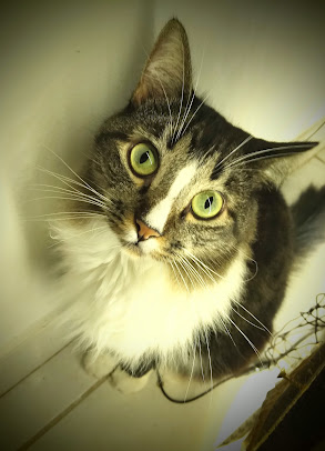 Paciente durante o atendimento veterinário